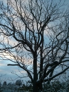 nov-snow-stark-tree