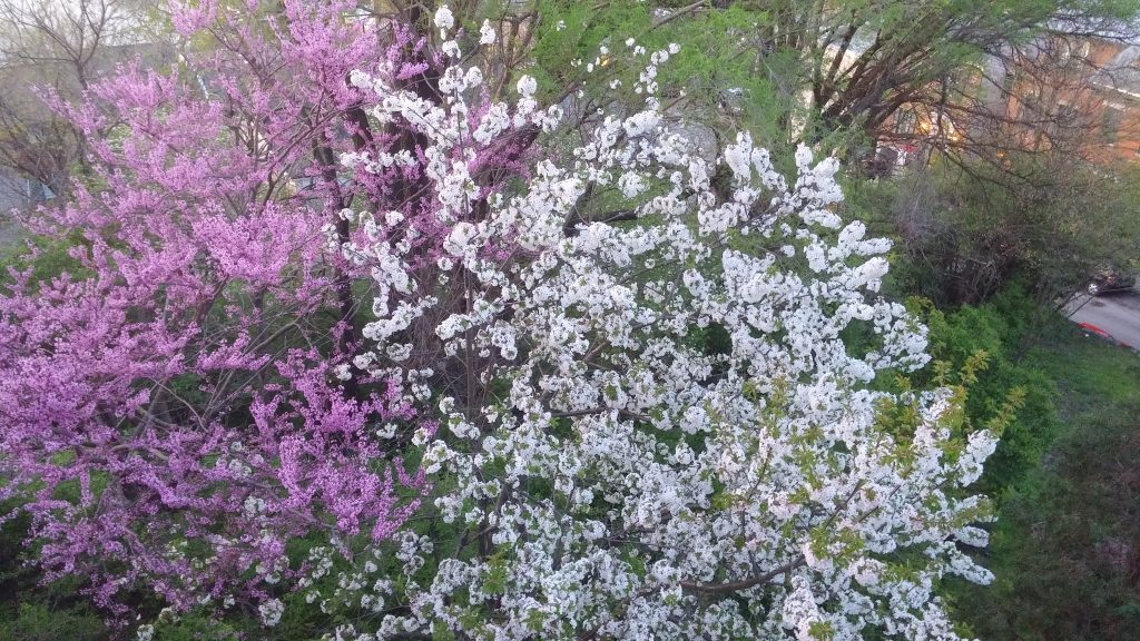 The first rays of light cast on the purple of lent and the white of the resurrection. (Greg Hartman/CT Photo)