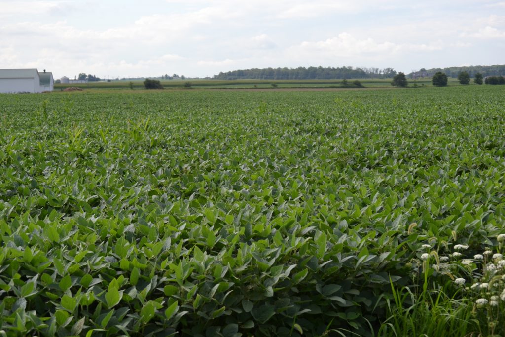 From Genisis: Then God said: Let the earth bring forth vegetation. (CT Photo/Greg Hartman)