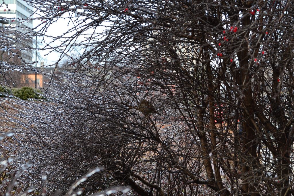 A sparrow in a make shift igloo of ice on a midwinters day (CT Photo/Greg Hartman)