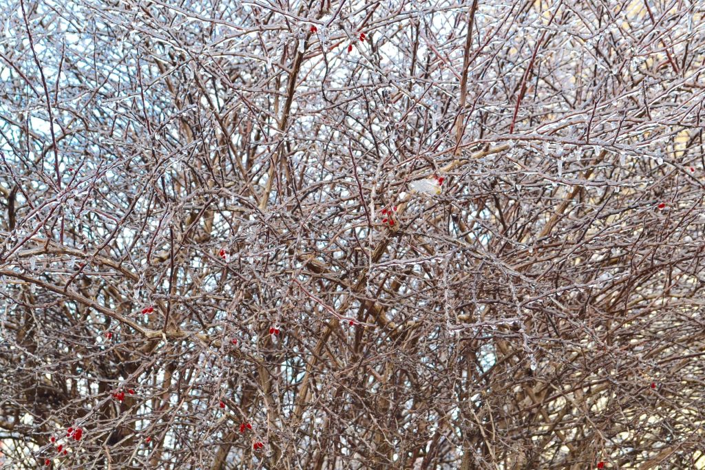 A few hold out berries cling to its mother tree coated in ice (CT Photo/Greg Hartman)