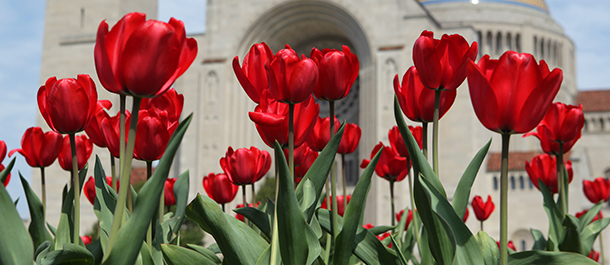 TULIPS BLOOM OUTSIDE NATIONAL SHRINE IN WASHINGTON