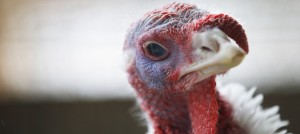 A turkey is seen in its enclosure at Seven Acres Farm in North Reading, Mass., Nov. 27, one day before the Thanksgiving holiday in the U.S. (CNS photo/Brian Snyder, Reuters) (Nov. 27, 2011)