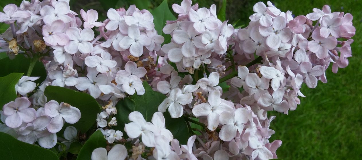 St. Boniface Flowers around the grounds of the Church. (Greg Hartman/CT Photo)