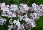 St. Boniface Flowers around the grounds of the Church. (Greg Hartman/CT Photo)