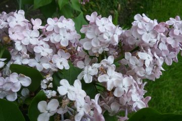 St. Boniface Flowers around the grounds of the Church. (Greg Hartman/CT Photo)