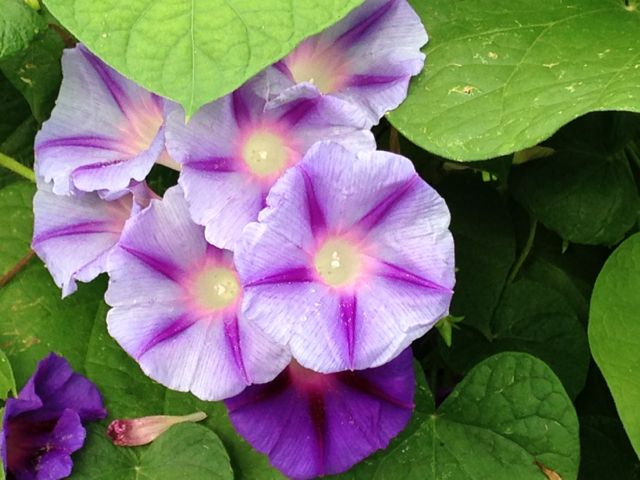 Blue or purple Morning Glories like these in my front yard would be a perfect addition to the Mary Garden, but won’t grow well in the backyard bed. (CT/Photo by Gail Finke)