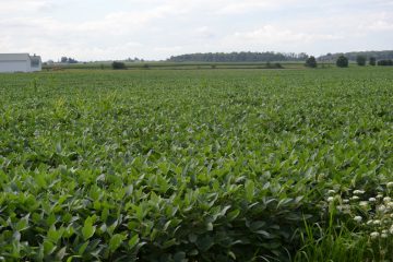 From Genesis: Then God said: Let the earth bring forth vegetation. (CT Photo/Greg Hartman)