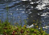 The river Gave de Pau river flows by Lourdes France. The river begins in the Pyrenees Mountains and runs approximately 114 miles. (CT Photo/Greg Hartman)