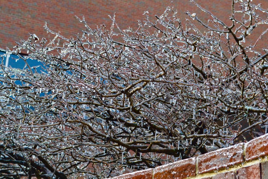 Ice coats trees across from St. Louis Church (CT Photo/Greg Hartman)