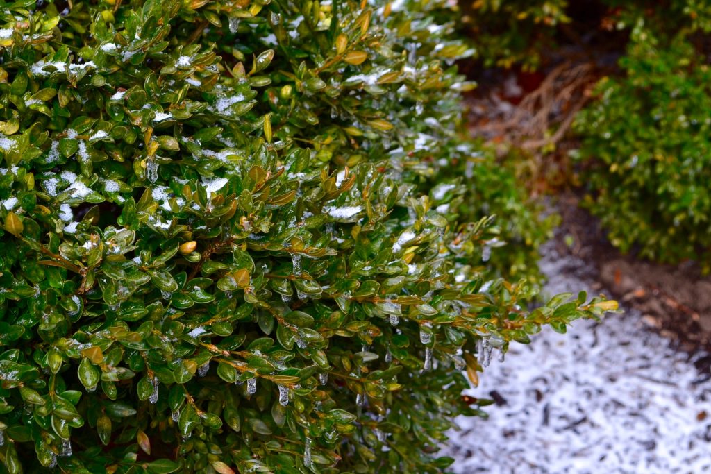 Green encased in ice breaking the bonds of brown during an ice storm (CT Photo/Greg Hartman)