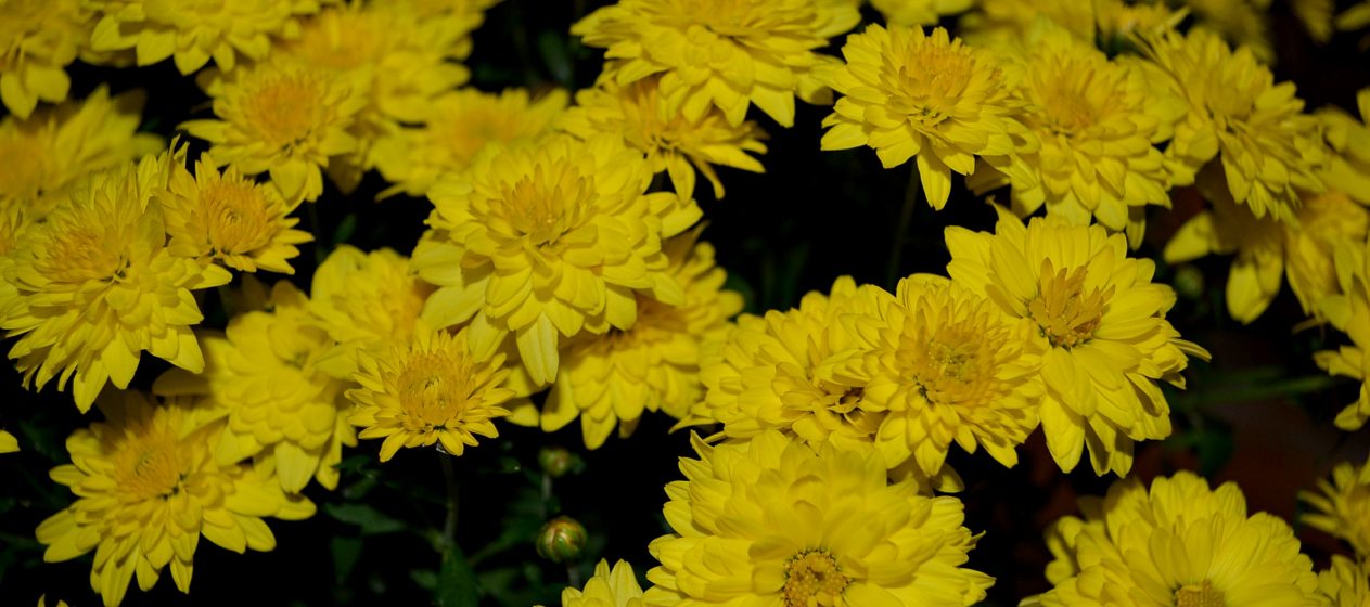 2025 Thanksgiving Mass Times