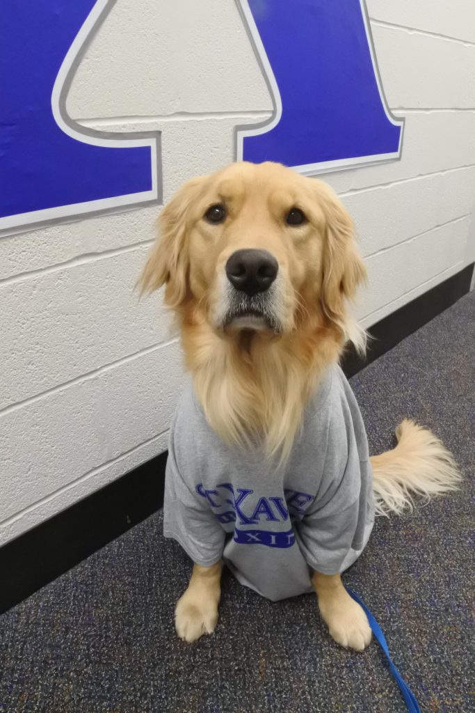 St. Xavier High School is piloting a therapy dog. In partnership with Circle Tail, a nonprofit organization whose mission is to provide service and hearing dogs to people with disabilities, the school will add Evan, a two-year-old Golden Retriever. As part of the pilot, school counselors and the Assistant Principal for Student Services will train as handlers for Evan. Evan is a working dog and conducts himself by a strict set of rules. While his main job is to support students who may be struggling in and around the counselors’ offices, he will also work with the entire school community. He will spend most of his time comforting and assisting students in School Counseling and Educational Services.