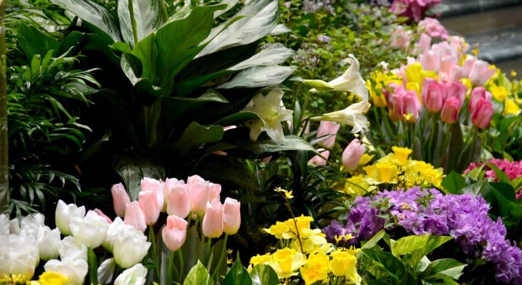 Divine Mercy Sunday April 12