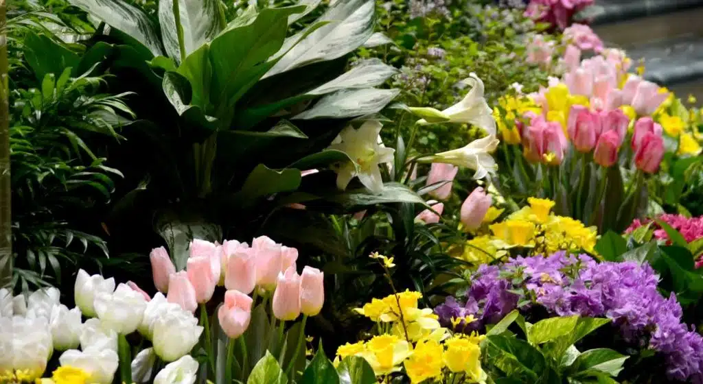 Divine Mercy Sunday April 12